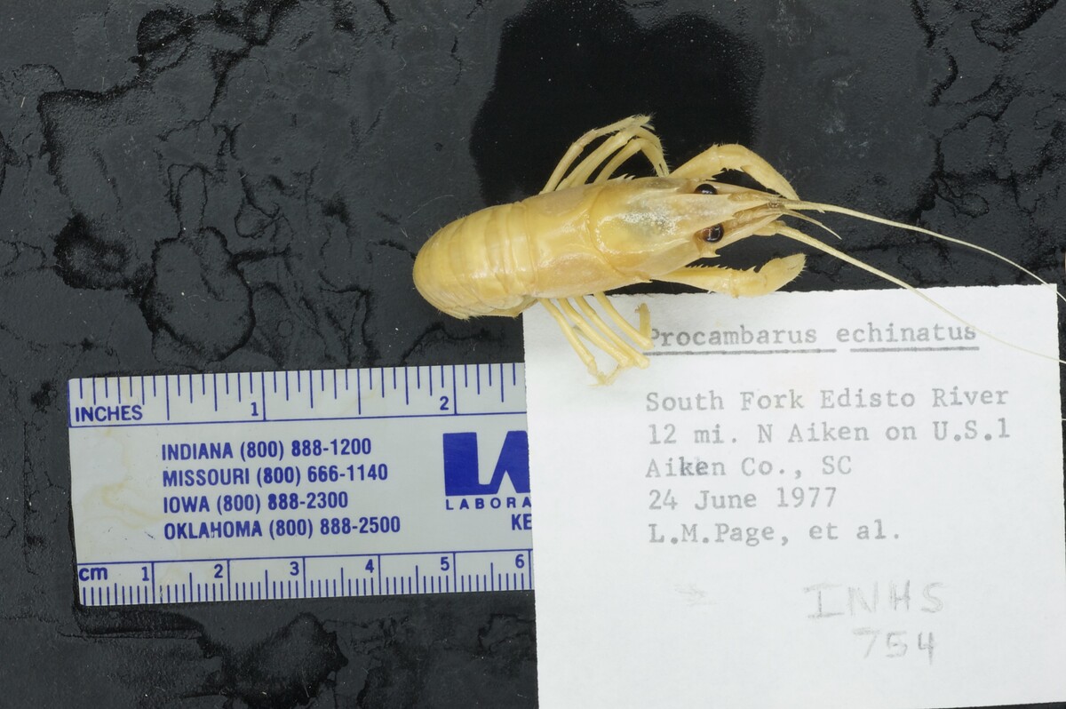 Procambarus echinatus image